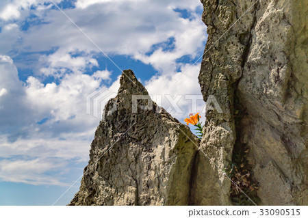 One rocky lily 33090515