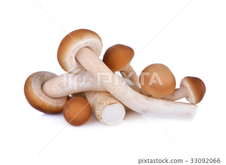 Yanagi-matsutake mushroom on white background Yanagi-matsutake mushroom on white background 33092066