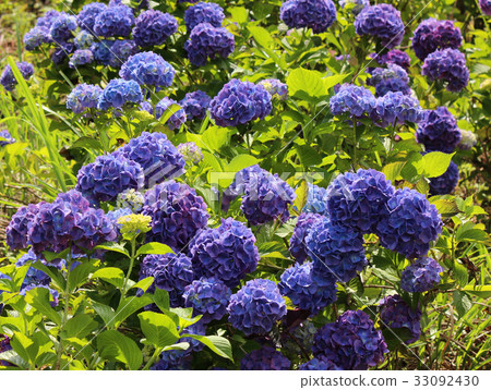 Hydrangea of mountain park of beauty (3) Hydrangea of mountain park of beauty (3) 33092430