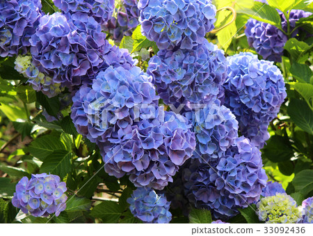 Hydrangea of mountain park of beauty (4) Hydrangea of mountain park of beauty (4) 33092436
