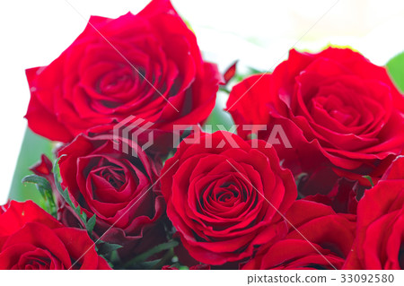 Roses of crimson 33092580