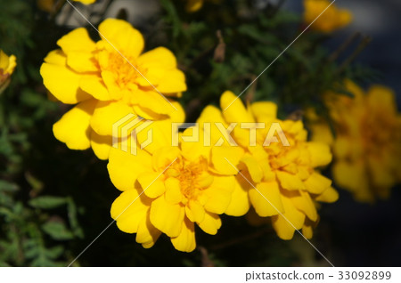 Marigold  33092899