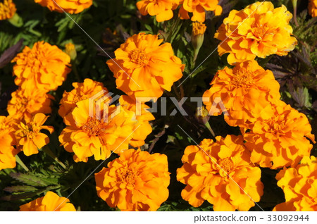 Marigold Marigold 33092944