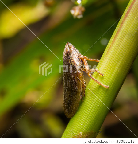 Bug macro ,on a green leaf as background 33093113