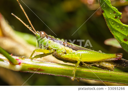 Grasshopper on nature leaves as background Grasshopper on nature leaves as background 33093266