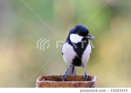 野生鳥冬天北美山雀 野生鳥冬天北美山雀 33093445