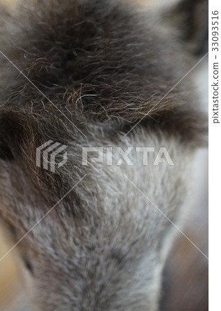 Japanese serow baby cub stuffed hair 33093516