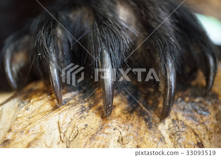 Black bear stripped nails 33093519