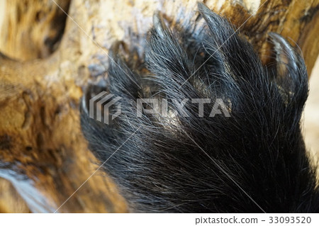 Black bear stripped nails Black bear stripped nails 33093520