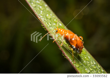 Bug macro ,on a green leaf as background Bug macro ,on a green leaf as background 33093562