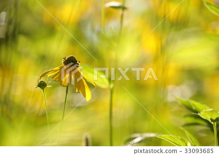 Cutleaf Coneflower (Rudbeckia laciniata) 33093685