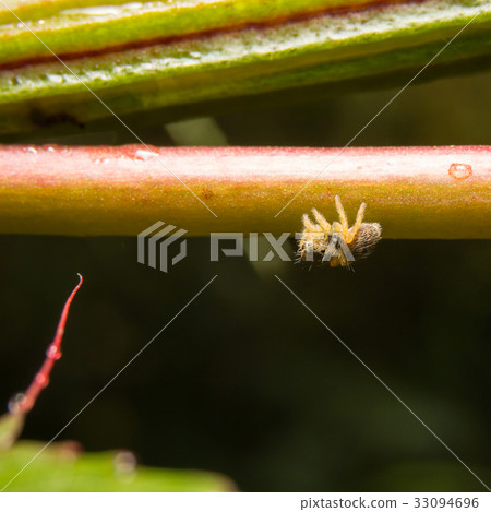 Spider on nature leaves as background Spider on nature leaves as background 33094696