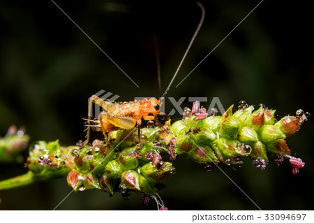Cricket on nature leaves as background 33094697