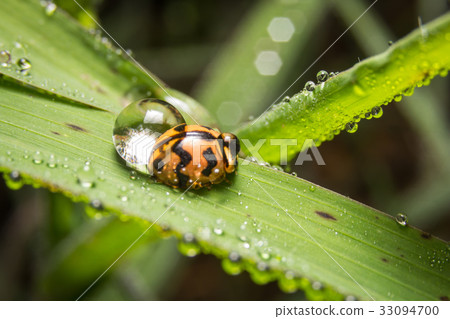 ladybird with black spots on a green leaf-圖庫照片 [33094700] - 