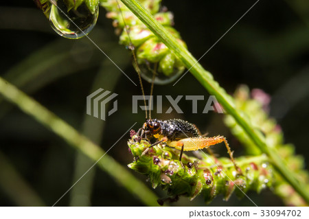Cricket on nature leaves as background Cricket on nature leaves as background 33094702