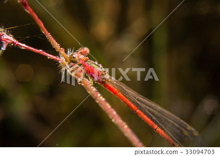 Dragonfly on nature leaves as background Dragonfly on nature leaves as background 33094703