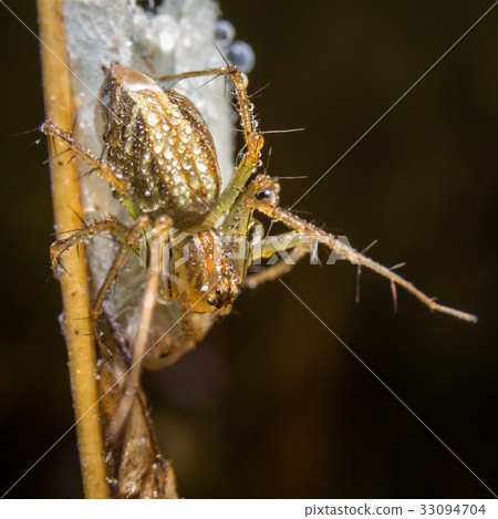Spider on nature leaves as background Spider on nature leaves as background 33094704