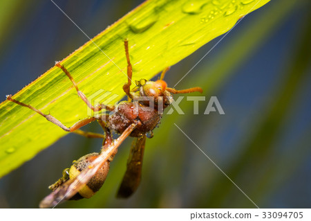 Hornet or Wasp nature on leaves as background. Hornet or Wasp nature on leaves as background. 33094705