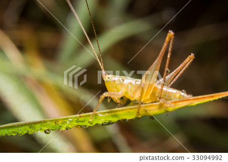 Grasshopper on nature leaves as background 33094992