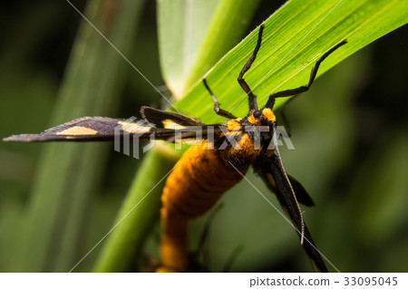 Bug macro, on nature leaves as background 33095045