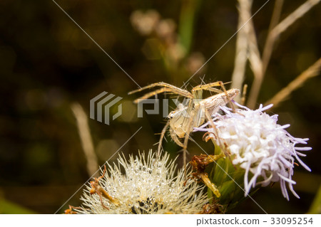 Spider on nature leaves as background 33095254