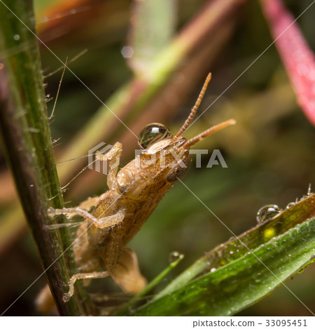 Grasshopper on nature leaves as background 33095451
