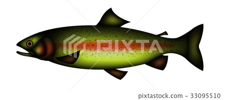Rainbow trout 33095510