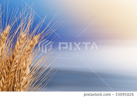Sheaf Of Barley On The Blue Sky 33095826