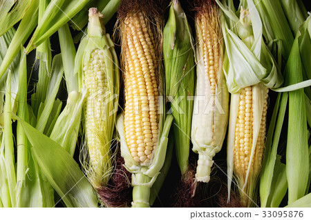 Young raw corn cobs 33095876