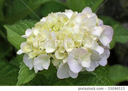 Hydrangea flower Hydrangea flower 33096515