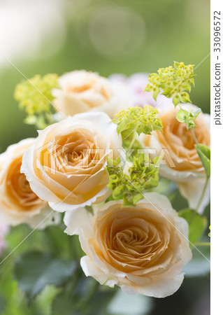 Rose of spray color Rose of spray color 33096572