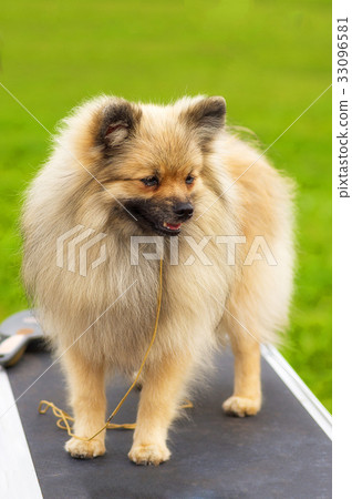 Pomeranian Spitz Close-up 33096581