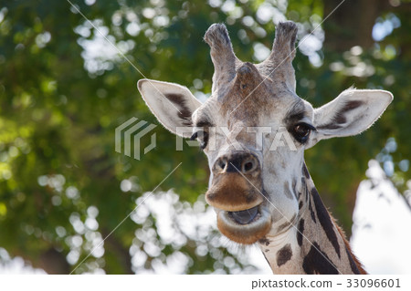 head and upper neck of a giraffe 33096601