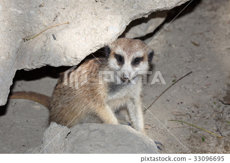 lonely meerkat standing on the stone lonely meerkat standing on the stone 33096695