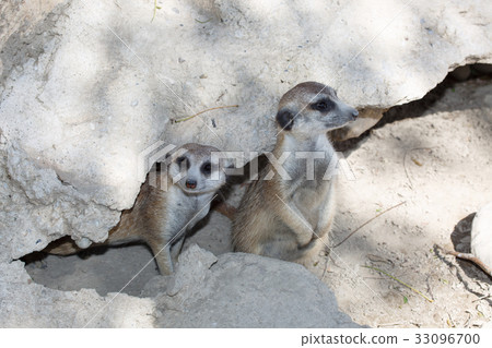 Two meerkats near the stone 33096700
