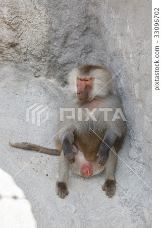 male Hamadryas baboon is sitting among the stones male Hamadryas baboon is sitting among the stones 33096702