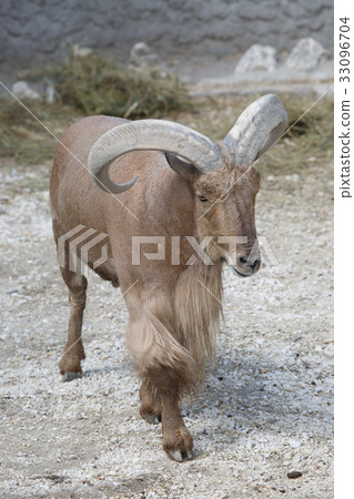 Barbary sheep (Ammotragus lervia) 33096704