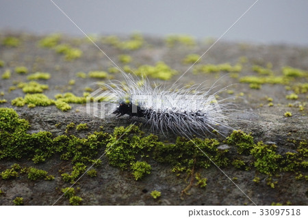 毛毛蟲 毛毛蟲 33097518