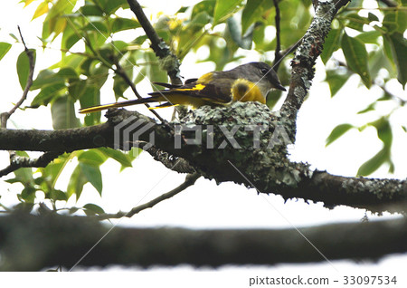 灰喉山椒鳥 33097534