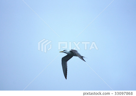 鳳頭燕鷗 鳳頭燕鷗 33097868
