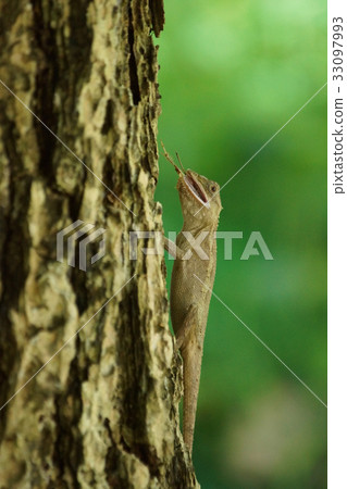 蜥蜴 蜥蜴 33097993