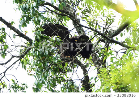 Forest carving 33098016
