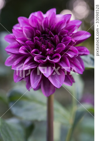 紫色大麗花 33098528