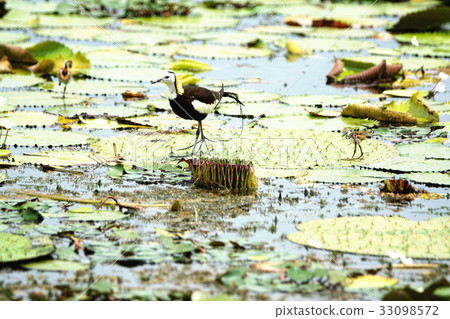 水雉 33098572