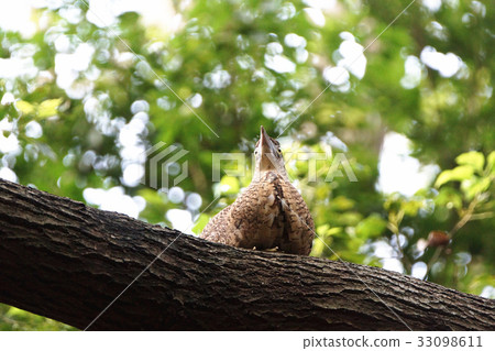 黑冠麻鷺 33098611