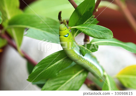 夾竹桃天蛾 33098615