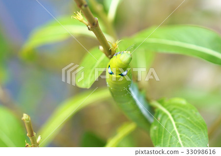 夾竹桃天蛾 夾竹桃天蛾 33098616