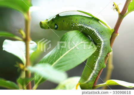 夾竹桃天蛾 33098618