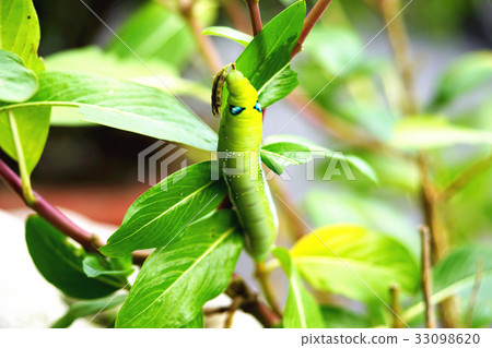 夾竹桃天蛾 33098620