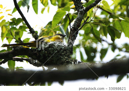 灰喉山椒鳥 33098621